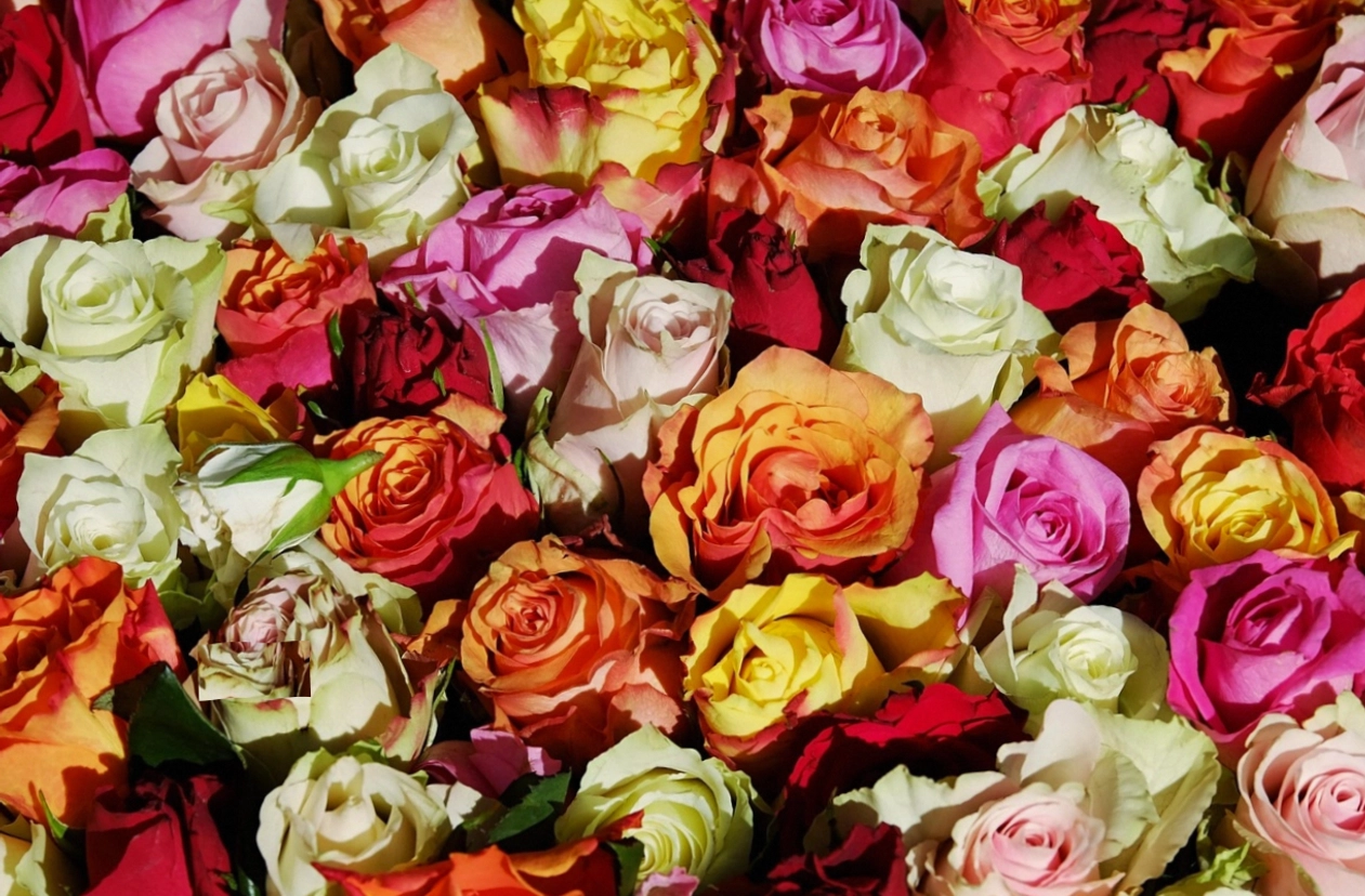 Florist and customer choosing stems together