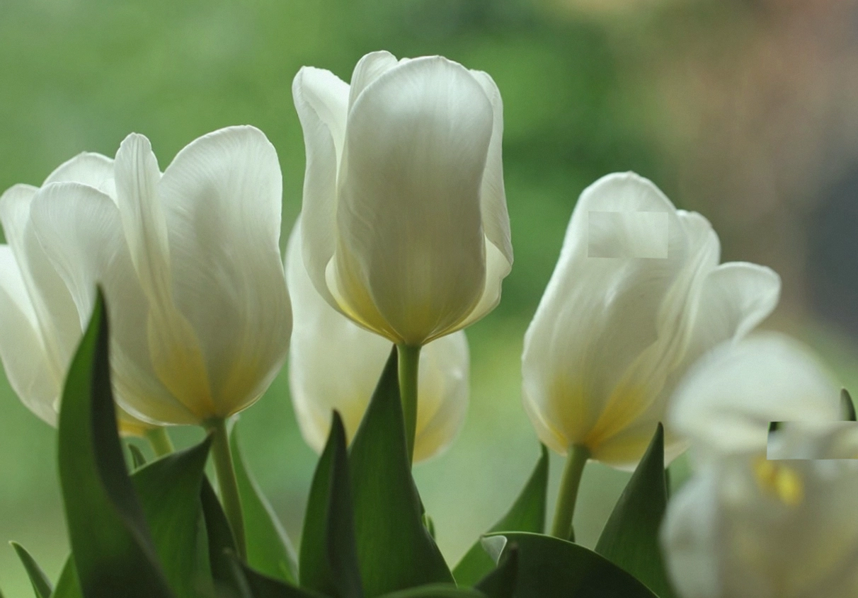Close-up of in-season stems at their best
